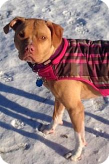 American Pit Bull Terrier Mix Dog for Sale in Medford, Massachusetts - Gemma American Pit Bull Terrier Mix Dog for Sale in Medford, Massachusetts - Gemma