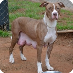 American Bulldog Mix Dog for Sale in Athens, Georgia - Cara American Bulldog Mix Dog for Sale in Athens, Georgia - Cara