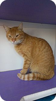 Domestic Shorthair Cat for Sale in Richboro, Pennsylvania - Mickey Rourke Domestic Shorthair Cat for Sale in Richboro, Pennsylvania - Mickey Rourke