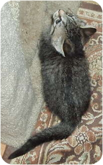 Domestic Shorthair Kitten for Sale in Westfield, Massachusetts - Tiger Kittens Domestic Shorthair Kitten for Sale in Westfield, Massachusetts - Tiger Kittens