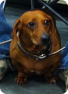 Dachshund Dog for Sale in Loudonville, New York - Greta Dachshund Dog for Sale in Loudonville, New York - Greta