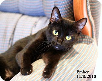 Domestic Shorthair Cat for Sale in Gaithersburg, Maryland - Ember Domestic Shorthair Cat for Sale in Gaithersburg, Maryland - Ember