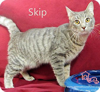 Domestic Shorthair Cat for Sale in St Louis, Missouri - Skip Domestic Shorthair Cat for Sale in St Louis, Missouri - Skip