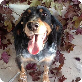 English Setter/Setter (Unknown Type) Mix Dog for Sale in Phoenix, Arizona - Pepper English Setter/Setter (Unknown Type) Mix Dog for Sale in Phoenix, Arizona - Pepper