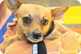 Chihuahua Dog for Sale in Charleston, South Carolina - Chico Chihuahua Dog for Sale in Charleston, South Carolina - Chico