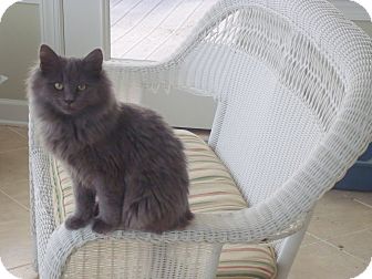 Domestic Longhair Kitten for Sale in Bedford, Virginia - Tom Domestic Longhair Kitten for Sale in Bedford, Virginia - Tom