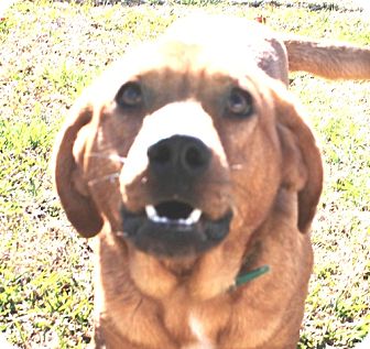 Labrador Retriever/Hound (Unknown Type) Mix Dog for Sale in Washington, D.C. - Charlie Brown Labrador Retriever/Hound (Unknown Type) Mix Dog for Sale in Washington, D.C. - Charlie Brown
