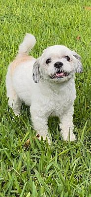 Davie Fl Shih Tzu Meet Crandall A Pet For Adoption Adoptapet