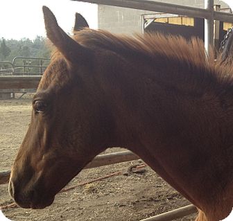 Quarterhorse/Grade Mix for Sale in Bangor, California - Bandit Quarterhorse/Grade Mix for Sale in Bangor, California - Bandit