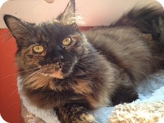 Domestic Mediumhair Cat for Sale in Alexandria, Virginia - Frenchy Domestic Mediumhair Cat for Sale in Alexandria, Virginia - Frenchy