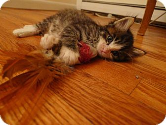 Domestic Shorthair Kitten for Sale in New York, New York - Thomas Domestic Shorthair Kitten for Sale in New York, New York - Thomas