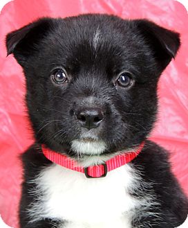 German Shepherd Dog/Border Collie Mix Puppy for Sale in Thousand Oaks, California - Frosty German Shepherd Dog/Border Collie Mix Puppy for Sale in Thousand Oaks, California - Frosty