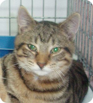 Domestic Shorthair Cat for Sale in Germansville, Pennsylvania - Ferbie Domestic Shorthair Cat for Sale in Germansville, Pennsylvania - Ferbie
