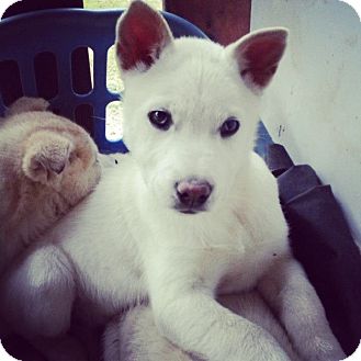 Husky Mix Puppy for Sale in Danbury, Connecticut - Hiccup ADOPTION PENDING Husky Mix Puppy for Sale in Danbury, Connecticut - Hiccup ADOPTION PENDING
