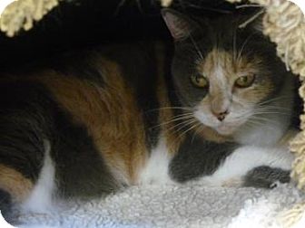 Domestic Shorthair Cat for Sale in Gainesville, Florida - Sputter Domestic Shorthair Cat for Sale in Gainesville, Florida - Sputter