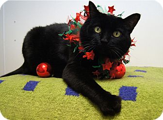 Bombay Cat for Sale in Colorado Springs, Colorado - Lola Bombay Cat for Sale in Colorado Springs, Colorado - Lola