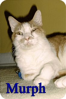 Domestic Shorthair Cat for Sale in Medway, Massachusetts - Murph Domestic Shorthair Cat for Sale in Medway, Massachusetts - Murph