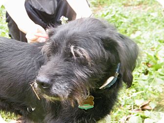 Schnauzer (Miniature) Mix Dog for Sale in shelton, Connecticut - Scottie Schnauzer (Miniature) Mix Dog for Sale in shelton, Connecticut - Scottie