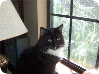 Domestic Longhair Cat for Sale in Fairhope, Alabama - Jethro Domestic Longhair Cat for Sale in Fairhope, Alabama - Jethro
