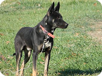 German Shepherd Dog Mix Puppy for Sale in Slanesville, West Virginia - Tonka German Shepherd Dog Mix Puppy for Sale in Slanesville, West Virginia - Tonka