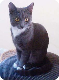 Domestic Shorthair Kitten for Sale in Merrifield, Virginia - Kissy Domestic Shorthair Kitten for Sale in Merrifield, Virginia - Kissy