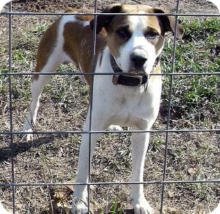 Boxer/Hound (Unknown Type) Mix Dog for Sale in Moulton, Alabama - Butch Boxer/Hound (Unknown Type) Mix Dog for Sale in Moulton, Alabama - Butch