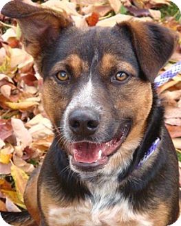 Australian Cattle Dog Mix Dog for Sale in Red Bluff, California - Zepplin Australian Cattle Dog Mix Dog for Sale in Red Bluff, California - Zepplin