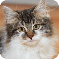 Domestic Longhair Kitten for Sale in Albany, New York - Ruger Domestic Longhair Kitten for Sale in Albany, New York - Ruger