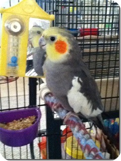 Cockatiel for Sale in Tampa, Florida - Nugget Cockatiel for Sale in Tampa, Florida - Nugget