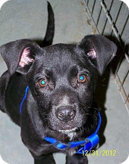 Labrador Retriever/Boxer Mix Puppy for Sale in Sussex, New Jersey - Panther Labrador Retriever/Boxer Mix Puppy for Sale in Sussex, New Jersey - Panther