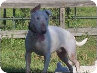 Bull Terrier Dog for Sale in Malabar, Florida - Bentley Bull Terrier Dog for Sale in Malabar, Florida - Bentley