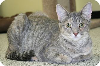 Domestic Shorthair Cat for Sale in Edmonton, Alberta - Heidi Domestic Shorthair Cat for Sale in Edmonton, Alberta - Heidi