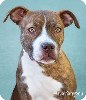 Staffordshire Bull Terrier Mix Dog for Sale in Phoenix, Arizona - MARLEE Staffordshire Bull Terrier Mix Dog for Sale in Phoenix, Arizona - MARLEE