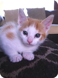 Domestic Shorthair Kitten for Sale in Irvine, California - SIMBA Domestic Shorthair Kitten for Sale in Irvine, California - SIMBA