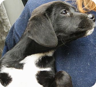Labrador Retriever Mix Puppy for Sale in Anywhere, Connecticut - Chuck Labrador Retriever Mix Puppy for Sale in Anywhere, Connecticut - Chuck