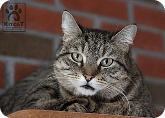 Domestic Shorthair Cat for Sale in Lancaster, Massachusetts - Lynn Domestic Shorthair Cat for Sale in Lancaster, Massachusetts - Lynn