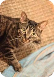 Domestic Shorthair Cat for Sale in Manhattan, New York - ANGELA Domestic Shorthair Cat for Sale in Manhattan, New York - ANGELA