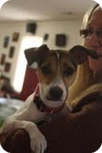 Jack Russell Terrier Mix Dog for Sale in Marietta, Georgia - Emily Jack Russell Terrier Mix Dog for Sale in Marietta, Georgia - Emily