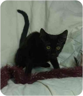 Domestic Shorthair Kitten for Sale in Little Rock, Arkansas - Taylor Domestic Shorthair Kitten for Sale in Little Rock, Arkansas - Taylor