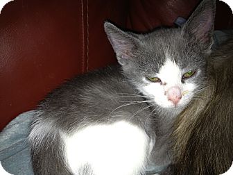 Domestic Shorthair Kitten for Sale in East Hanover, New Jersey - Gwen Domestic Shorthair Kitten for Sale in East Hanover, New Jersey - Gwen