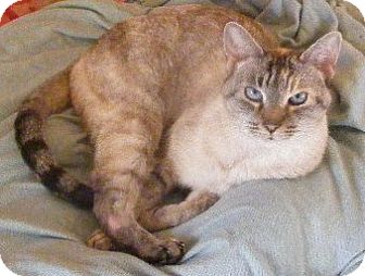 Siamese Cat for Sale in Emsdale (Huntsville), Ontario - Blue - Siamese! Siamese Cat for Sale in Emsdale (Huntsville), Ontario - Blue - Siamese!