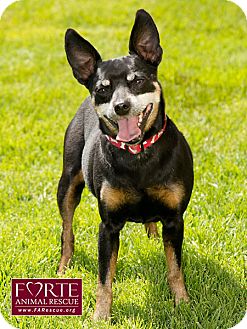 Manchester Terrier/Lancashire Heeler Mix Dog for Sale in Marina del Rey, California - Rocky Manchester Terrier/Lancashire Heeler Mix Dog for Sale in Marina del Rey, California - Rocky