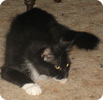 Maine Coon Cat for Sale in Acme, Pennsylvania - Queenie Maine Coon Cat for Sale in Acme, Pennsylvania - Queenie