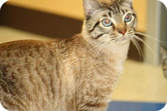 Siamese Cat for Sale in Plainfield, Connecticut - Sammy Siamese Cat for Sale in Plainfield, Connecticut - Sammy