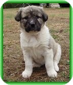 Bearded Collie/Labrador Retriever Mix Puppy for Sale in Allentown, Pennsylvania - Lioness Bearded Collie/Labrador Retriever Mix Puppy for Sale in Allentown, Pennsylvania - Lioness