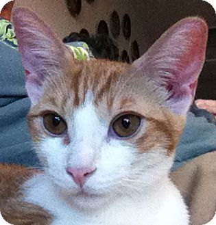 Domestic Shorthair Kitten for Sale in Winchester, California - Liam Domestic Shorthair Kitten for Sale in Winchester, California - Liam