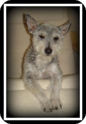 Schnauzer (Miniature)/Poodle (Miniature) Mix Dog for Sale in Indian Trail, North Carolina - Mowgli Schnauzer (Miniature)/Poodle (Miniature) Mix Dog for Sale in Indian Trail, North Carolina - Mowgli