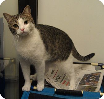 Domestic Shorthair Cat for Sale in Greenville, South Carolina - Daisy Domestic Shorthair Cat for Sale in Greenville, South Carolina - Daisy