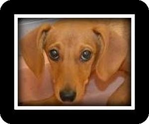 Dachshund Mix Puppy for Sale in Indian Trail, North Carolina - Janie Dachshund Mix Puppy for Sale in Indian Trail, North Carolina - Janie