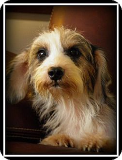Schnauzer (Miniature)/Dachshund Mix Dog for Sale in Indian Trail, North Carolina - Stella Schnauzer (Miniature)/Dachshund Mix Dog for Sale in Indian Trail, North Carolina - Stella